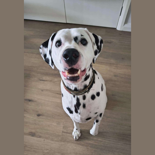 Photo of Diego   9 Year Old Dalmatian