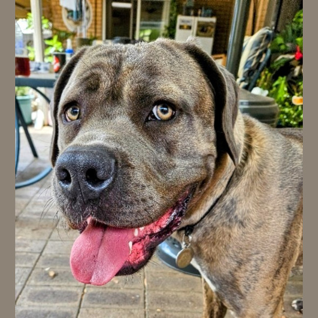 Photo of Tyrrell (Tyr)