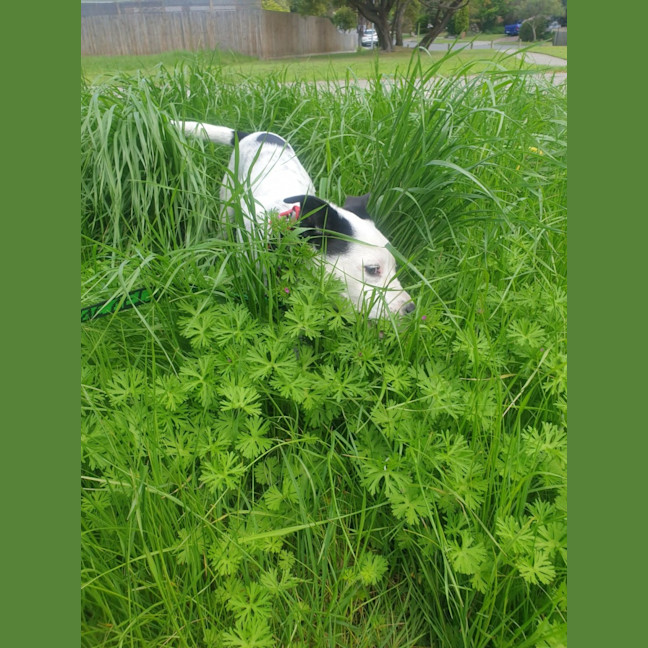 Photo of Moonlight Sparkle