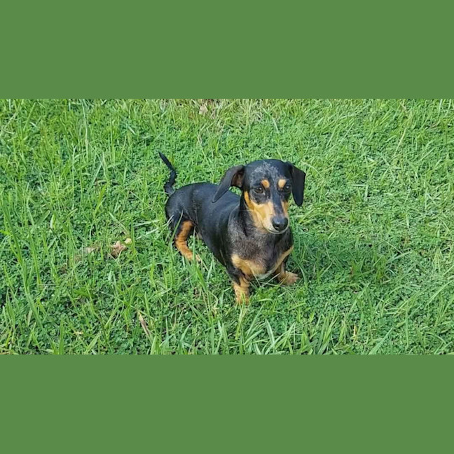 Photo of Zoey And Ziggy