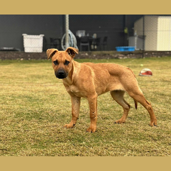 Photo of Shelly   5 Month Old Ridgeback X