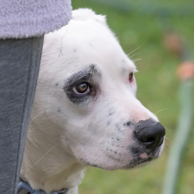 Photo of Domino