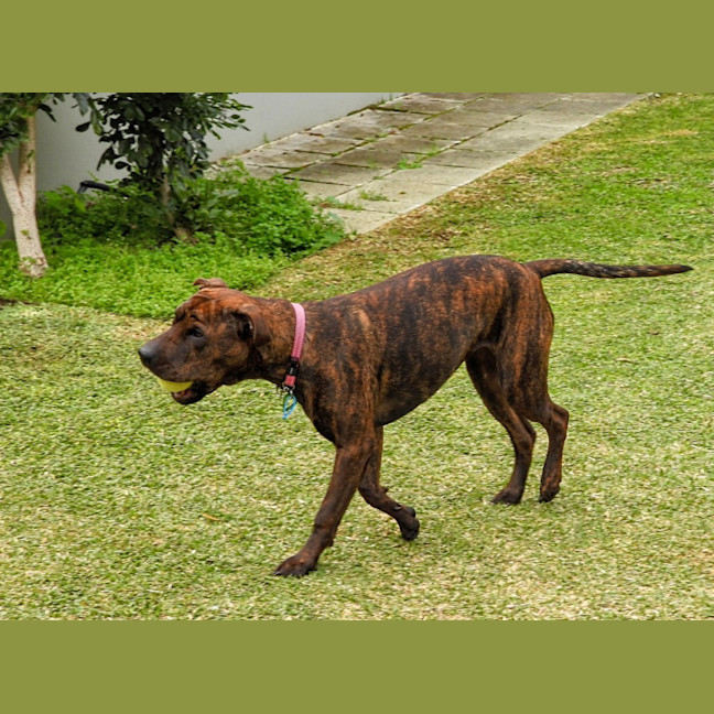 Photo of Coco Chanel