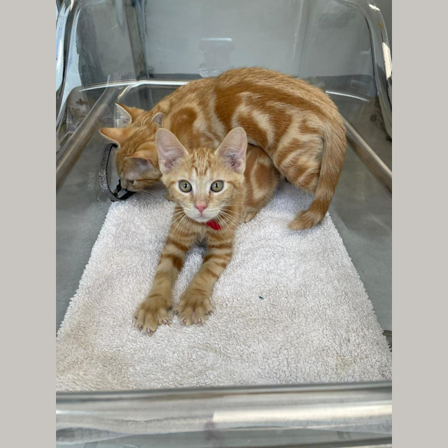Photo of Cheeto