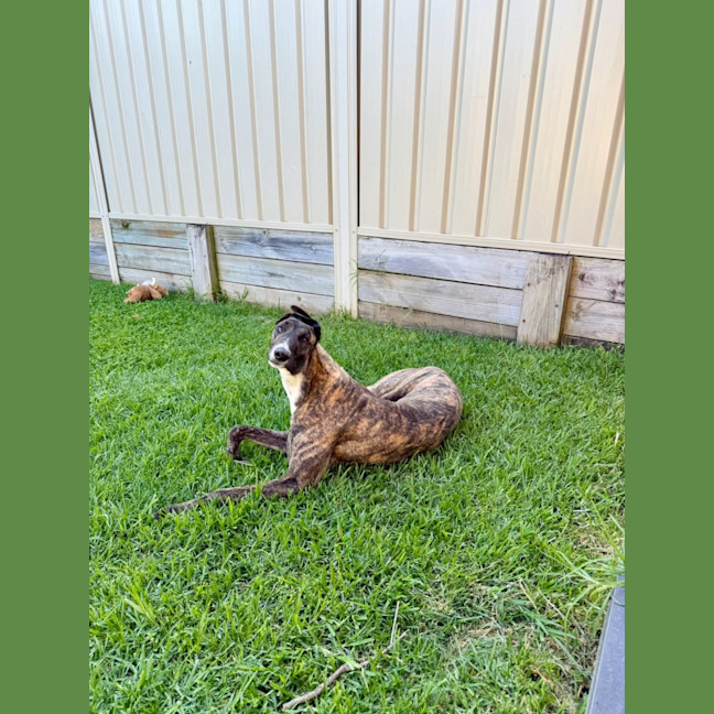 Photo of Clay, The Greyhound