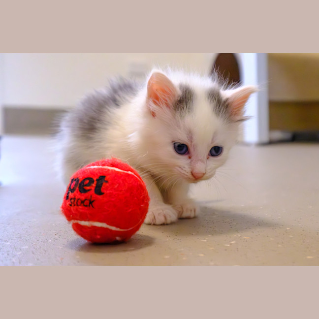 Photo of C1448 Snowflake