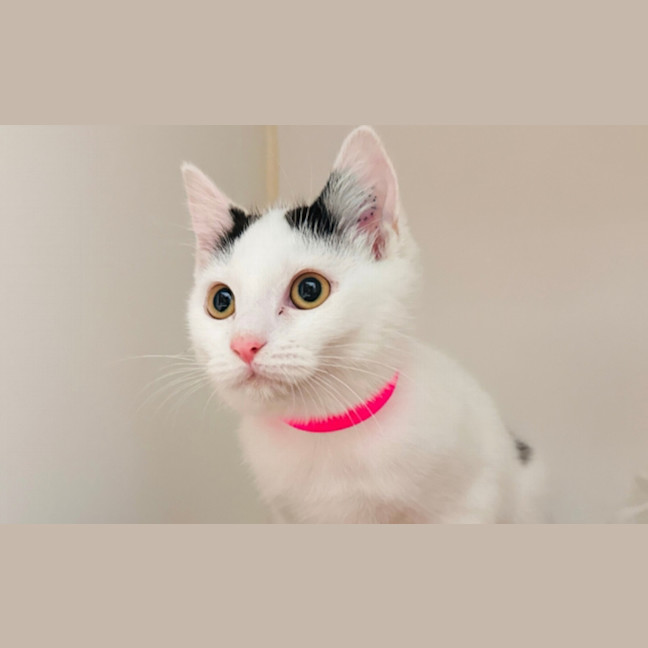 Photo of Yuki
