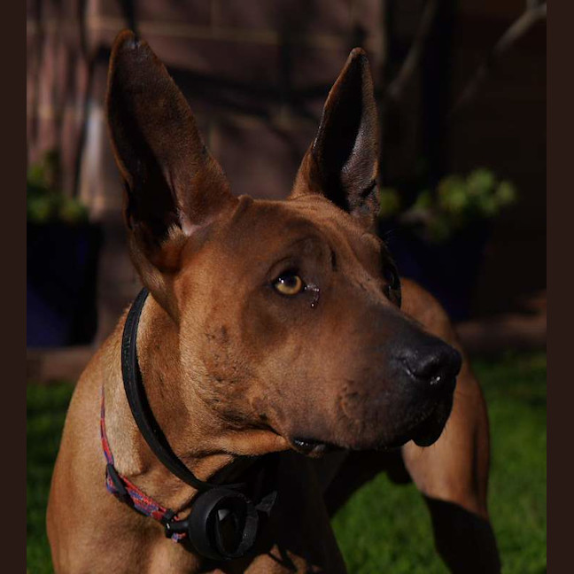 Photo of Boomer