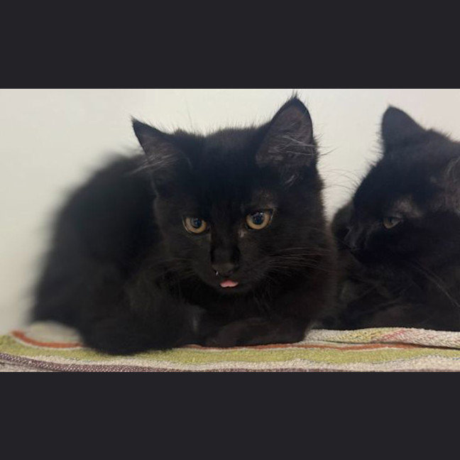 Photo of Midnight
