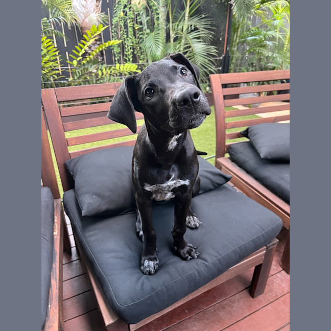 Photo of Phoebe