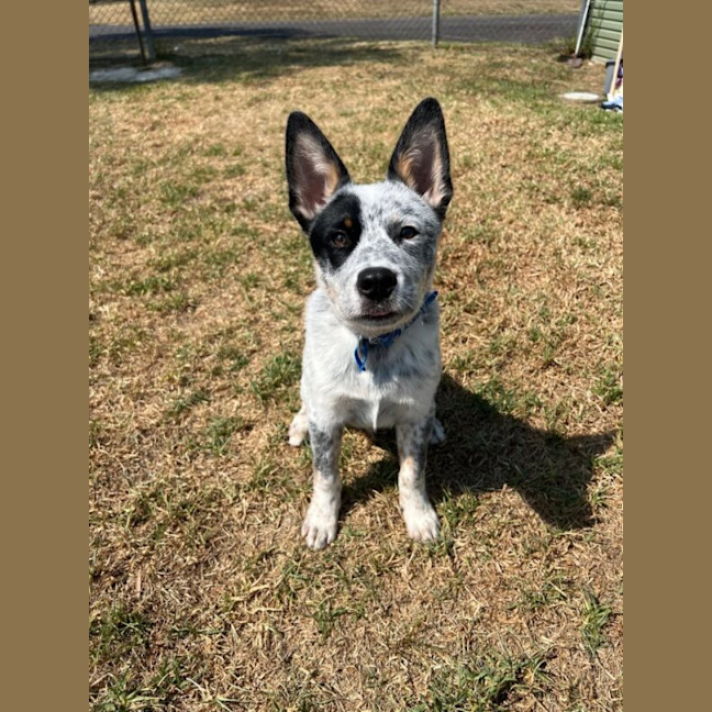 Photo of Angus