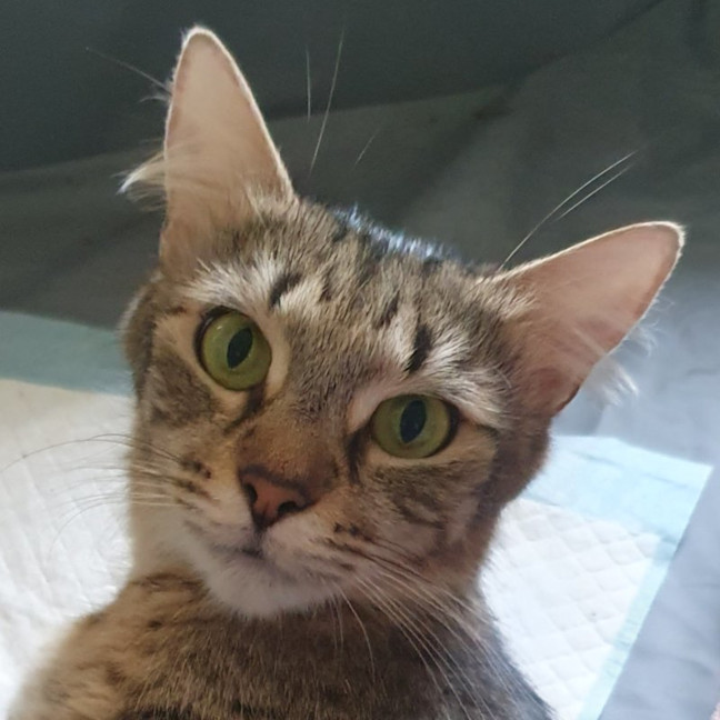 Photo of Bronte