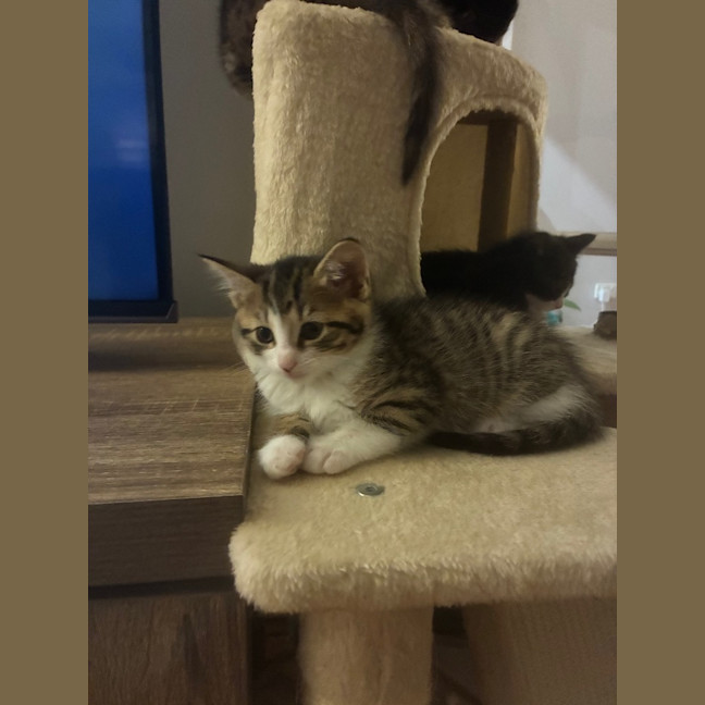 Photo of Bagel