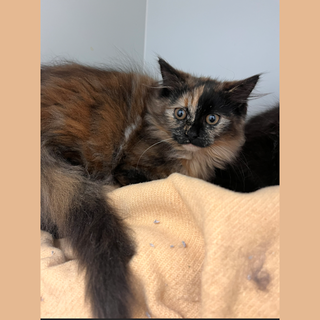 Photo of Luna
