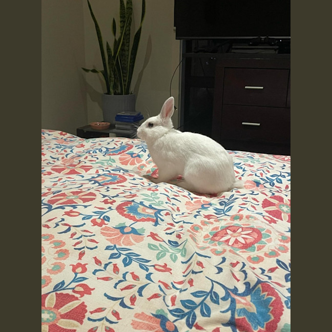 Photo of Rabbit Irwin