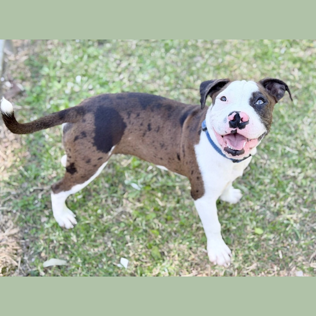 Photo of Gidget
