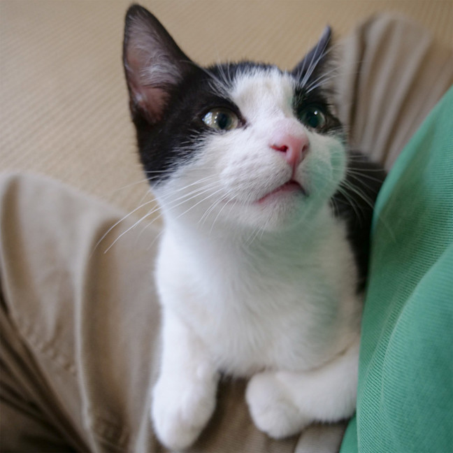 Photo of Domino