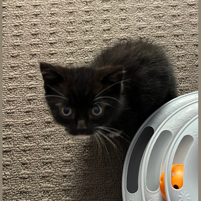 Photo of Enzo