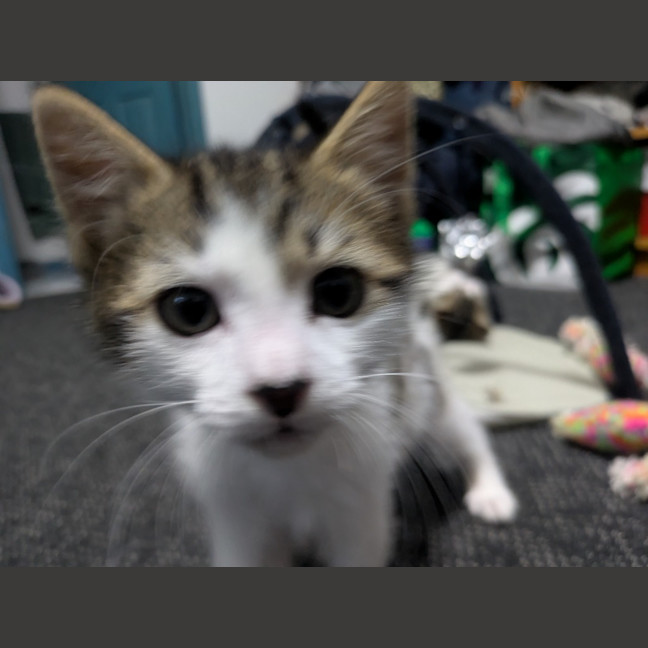 Photo of Lightning Snail