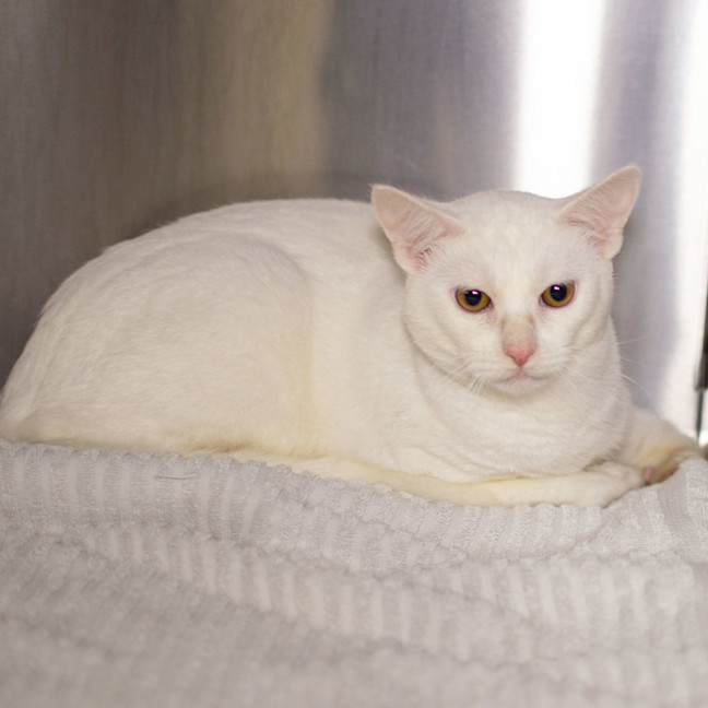 Photo of Marshmallow