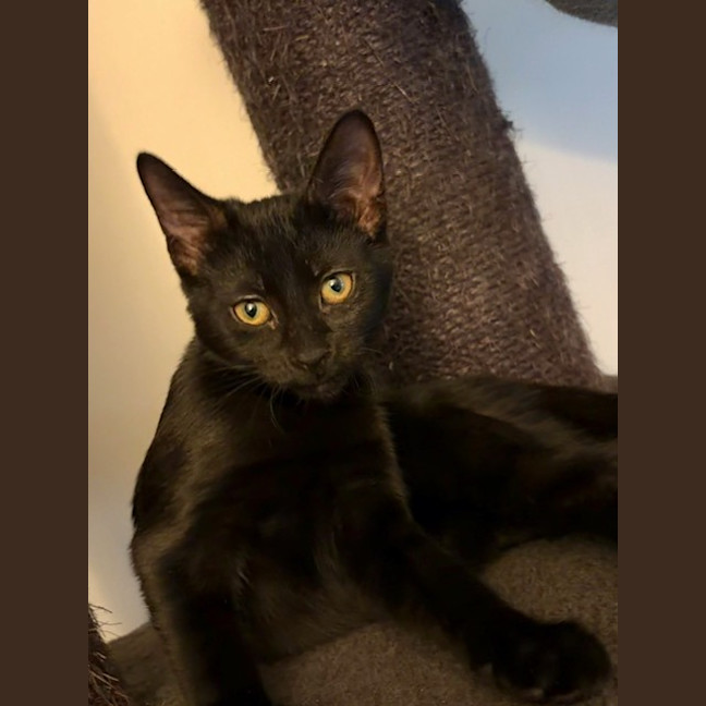 Photo of Cupcake