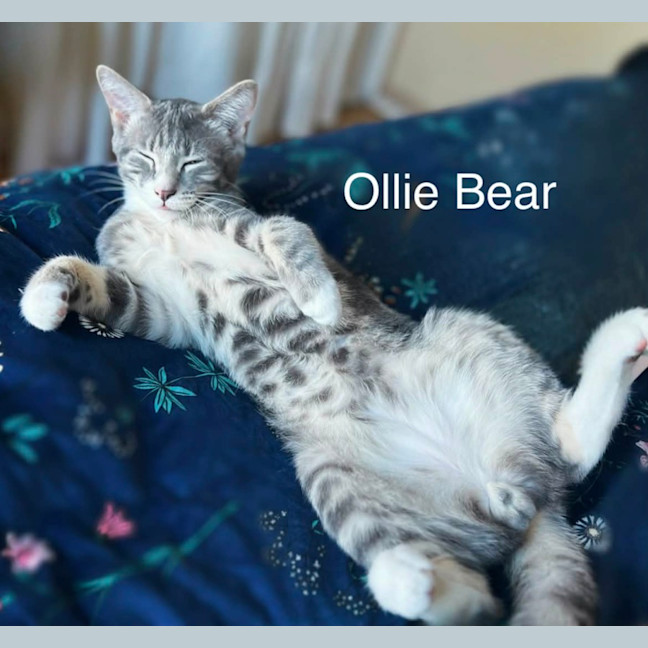 Photo of Ollie Bear