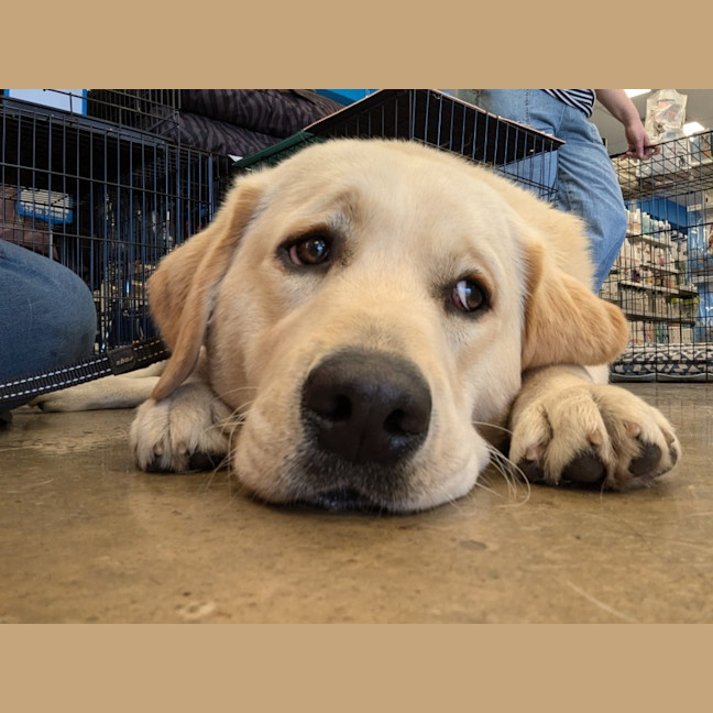 Photo of Latte