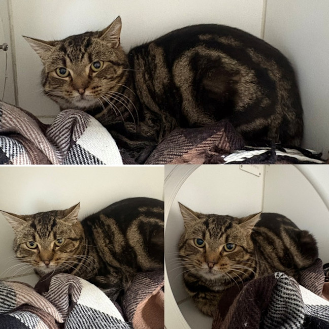 Photo of Oscar
