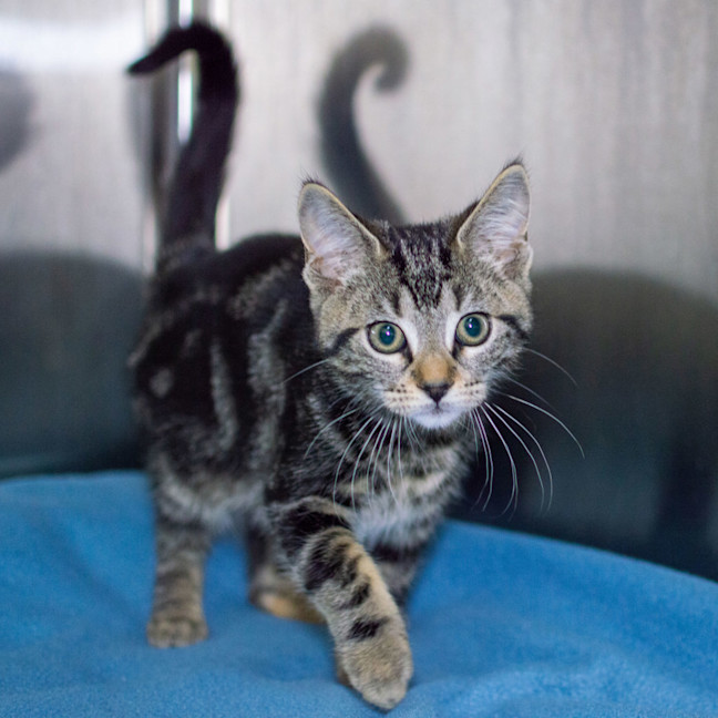 Photo of Dandelion 