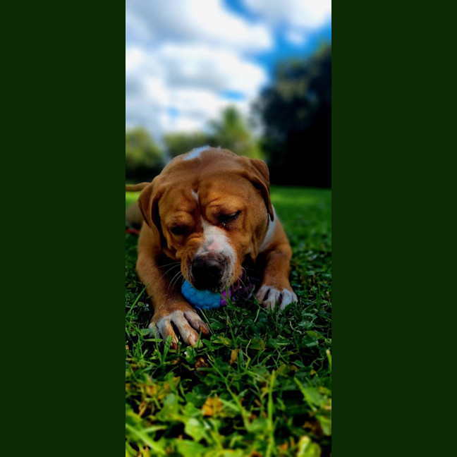Photo of Rosie
