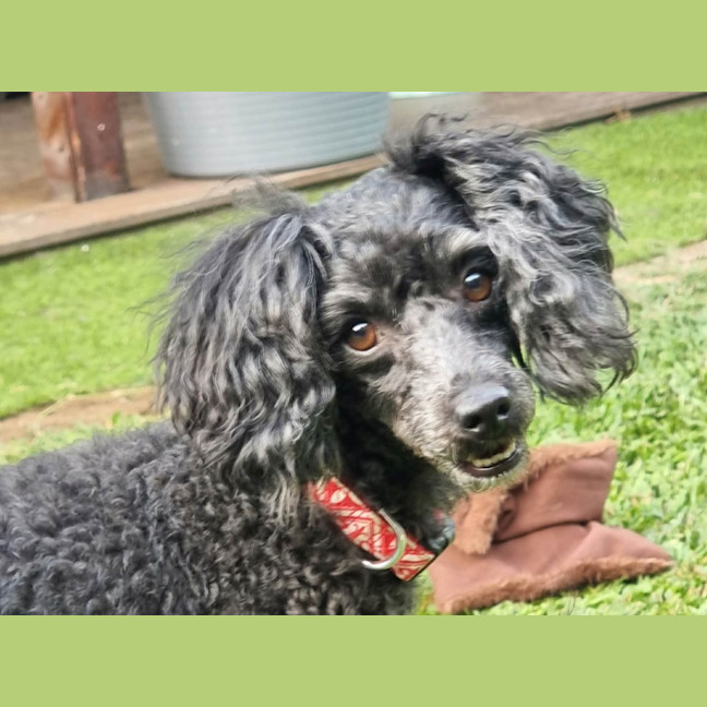 Photo of Boof And Cookie