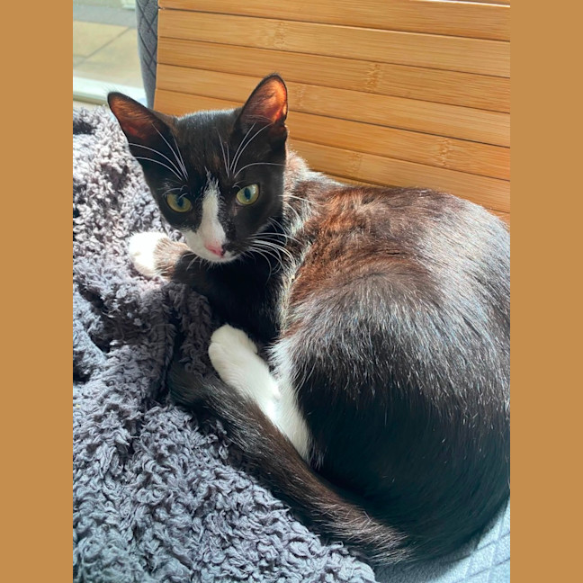 Photo of Fig