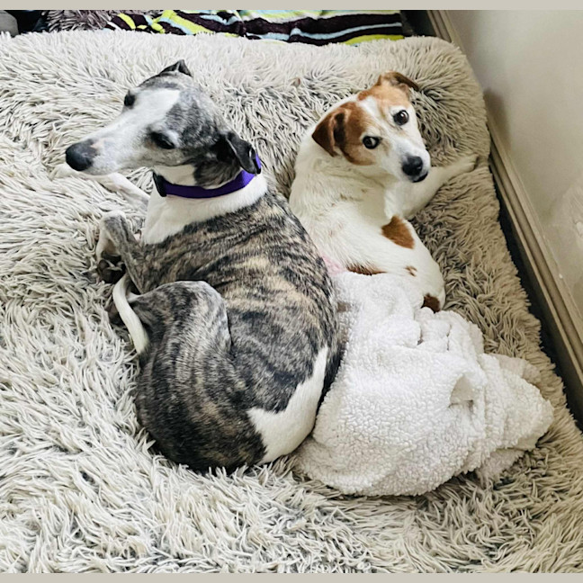 Photo of Ren   Tiny Whippet