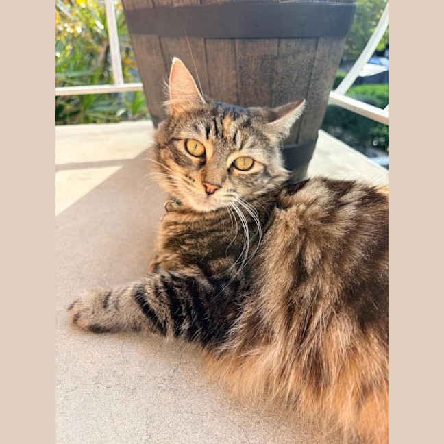 Photo of Brandy