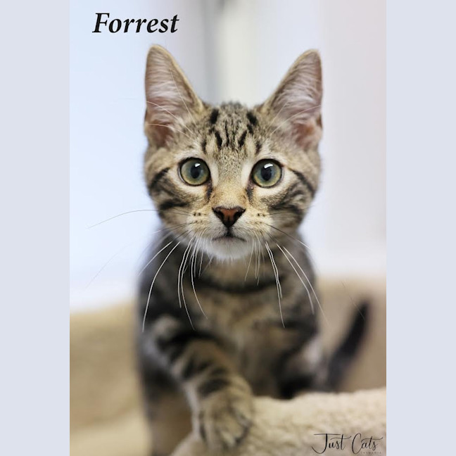 Photo of Forrest   Petstock Invermay