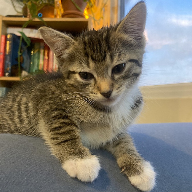 Photo of Zuri
