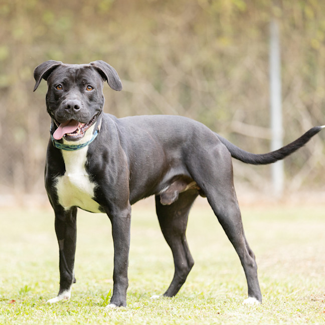 Photo of Taz