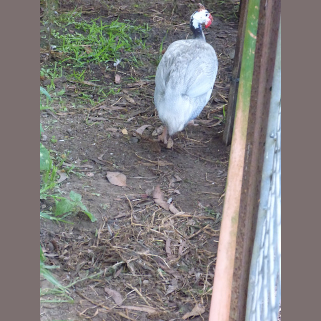 Photo of Guinea Fowl