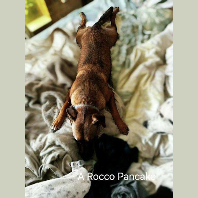 Photo of Rocco