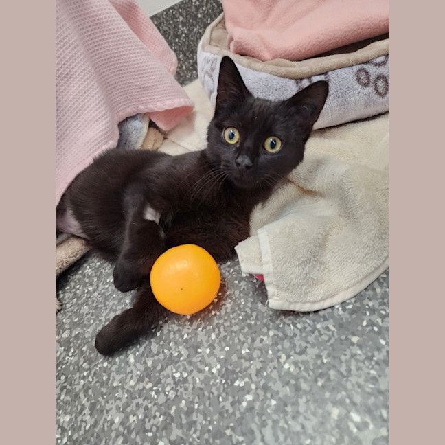 Photo of Cherry Ripe