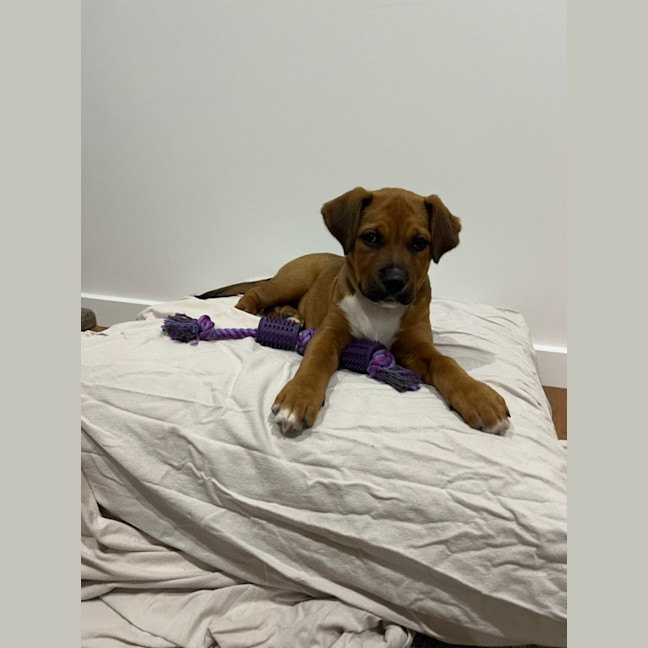 Photo of Valkyrie   6 Month Old Staffy X