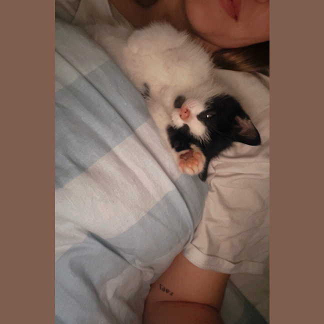 Photo of Oreo
