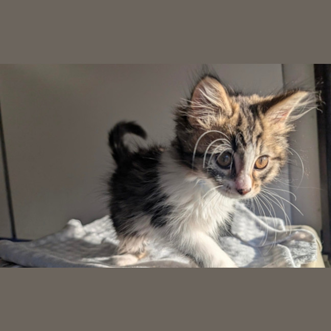 Photo of Otis