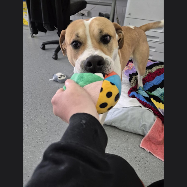 Photo of Butters! 🧈💛