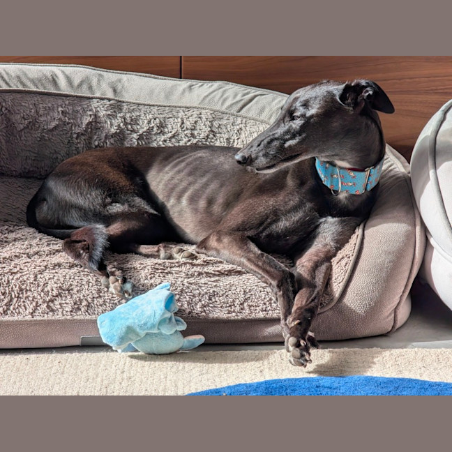 Photo of Meli, The Greyhound