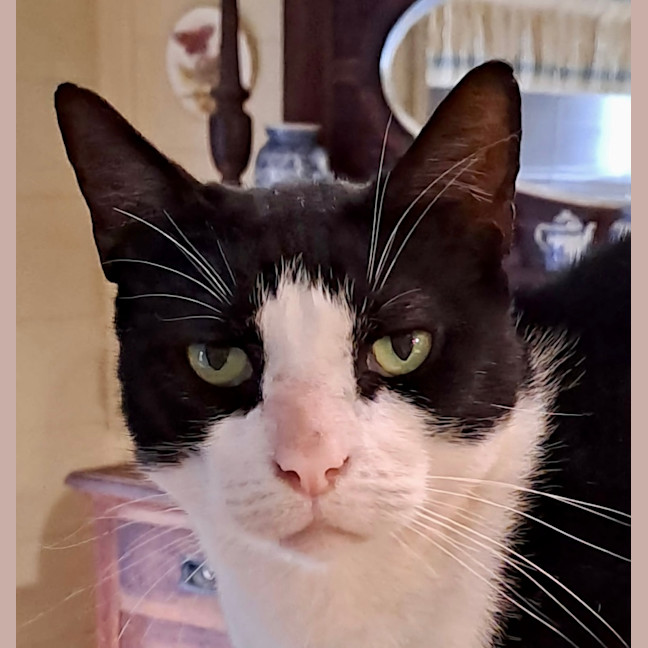 Photo of Dasher