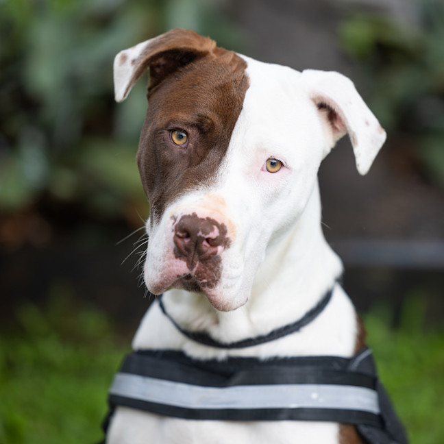 Photo of Diesel
