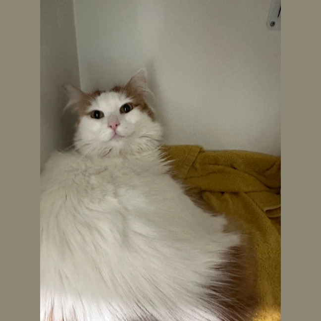 Photo of Luna 