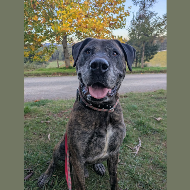 Photo of Dexter