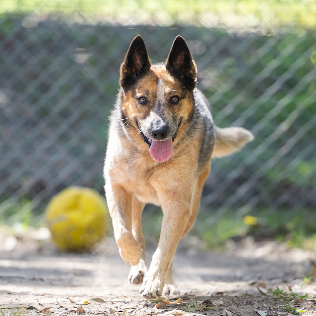 Photo of Honey